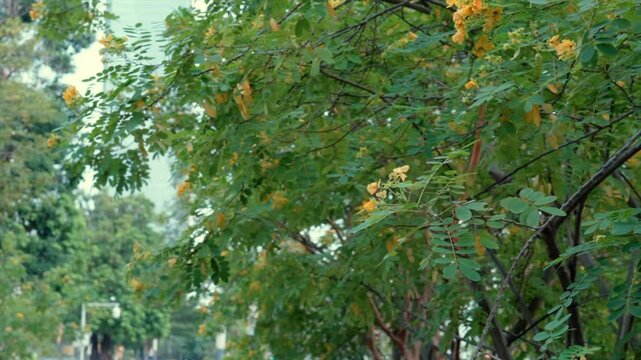 Green leaves swaying in the wind in Dongguan, China, Asia