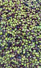 A close-up photograph of a large pile of fresh, unprocessed olives