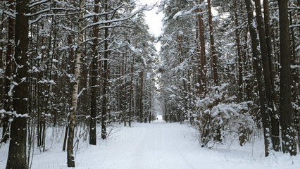 Snowy Forest in Tallinn, Estonia, with Pine Trees Covered in Snow and a Frozen Path Leading to a White Ending Among Tall Pines