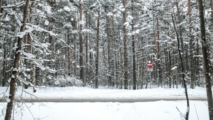 Fototapeta premium Snowy Woods Forest Next to Highway, Everything Covered in White Snow Except a Vibrant Stop Sign, Winter Paradise with Tall Trees