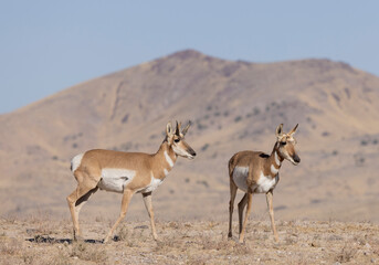 Buck and Doe Proinghorn Antelope in Autumn in the Utah Desert