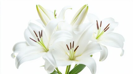 Obraz premium Macro shot of a cluster of white lilies with their elegant, trumpet-shaped petals, isolated white background