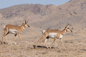 Buck and Doe Proinghorn Antelope in Autumn in the Utah Desert
