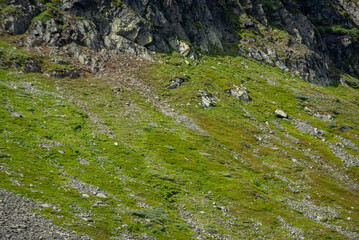 rocky mountainside in Norway where mountain sheep graze in the green grass.