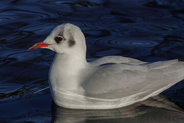 A Black-headed Gull (Chroicocephalus ridibundus) in winter plumage