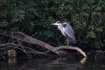 A Grey Heron (Ardea cinerea) on a branch by a park lake