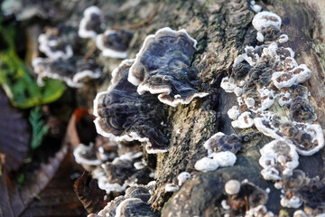 Fungus on a log