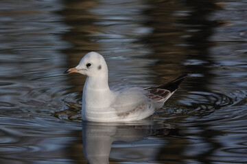 A Black-headed Gull (Chroicocephalus ridibundus) in winter plumage