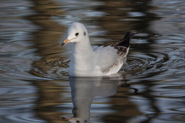 A Black-headed Gull (Chroicocephalus ridibundus) in winter plumage