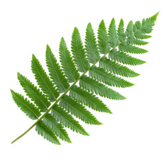soft green fern leaf curling isolated on transparency background