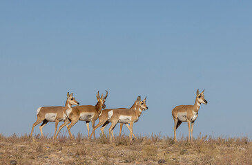 Buck and Doe Proinghorn Antelope in Autumn in the Utah Desert