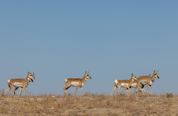 Buck and Doe Proinghorn Antelope in Autumn in the Utah Desert