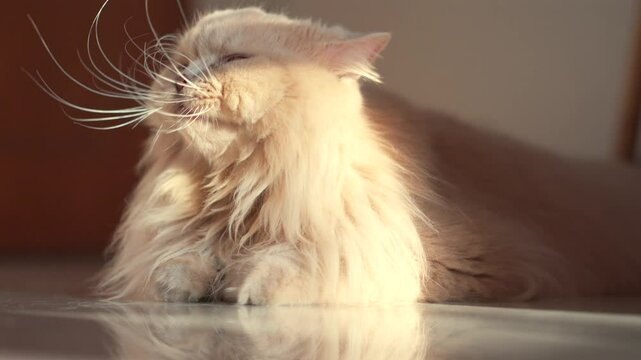 British longhair cat lying on the ceramic floor basking in the evening sunlight
