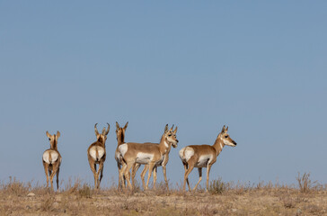 Buck and Doe Proinghorn Antelope in Autumn in the Utah Desert