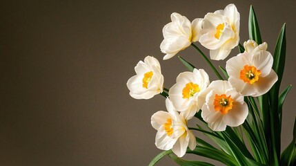 Elegant White Tulips with Orange Centers Against a Simple Brown Background
