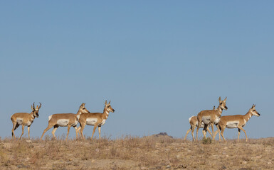 Buck and Doe Proinghorn Antelope in Autumn in the Utah Desert