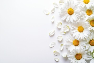 Fototapeta premium Fresh White Daisies with Petals on Soft White Background for Floral Design