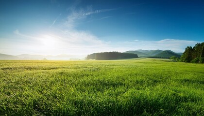 Fototapeta premium green field and blue sky