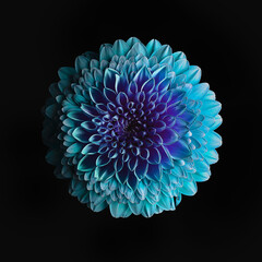 Gerbera and Dahlia fusion on black background