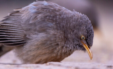 babbler close up