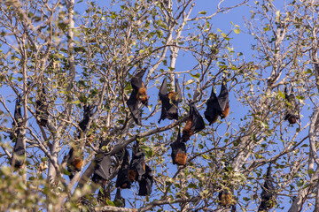 fruit bats rusting