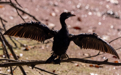 Cormorant in India