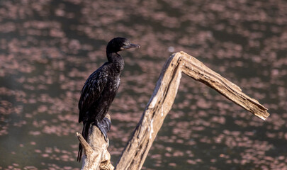 Cormorant in India