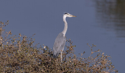 Grey heron