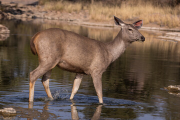 Sambar deer in the wild