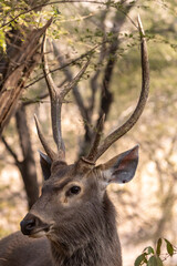 Sambar deer in the wild