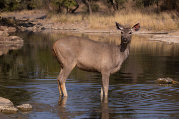 Sambar deer in the wild