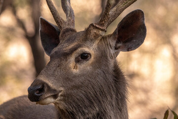 Sambar deer in the wild