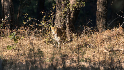 Leopard in India