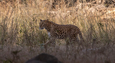 Leopard in India