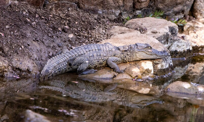 Marsh crocodile