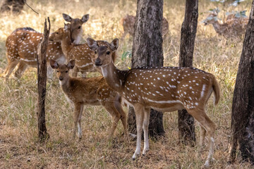 deer in the woods