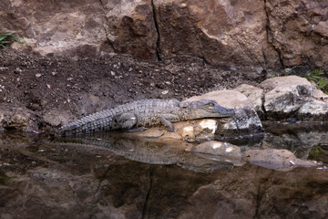 Marsh crocodile