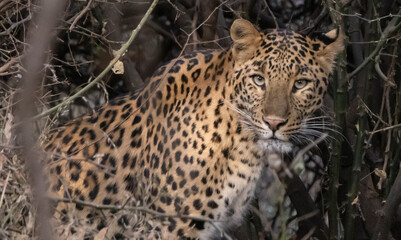 Leopard in India