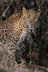 Leopard in India
