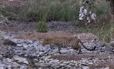 Leopard in India