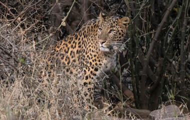 Leopard in India