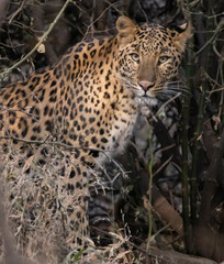 Leopard in India