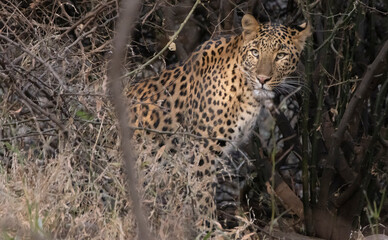 Leopard in India