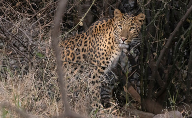 Leopard in India