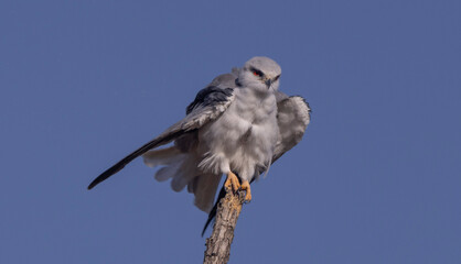Black shouldered kite