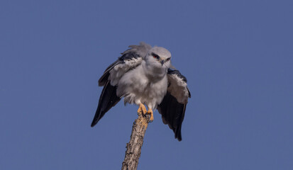 Black shouldered kite