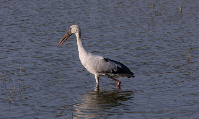 Asian openbill stork