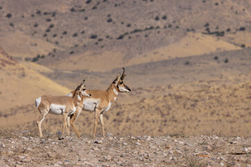 Buck and Doe Proinghorn Antelope in Autumn in the Utah Desert