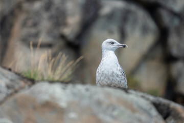 Young seagull looking for food.