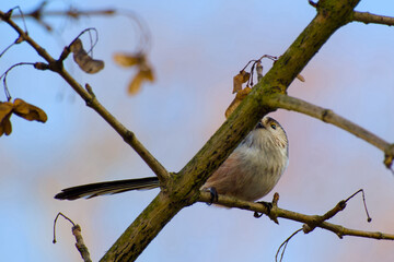 long-tailed tit perching on a tree twig close-up
